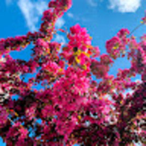 Meet your Posher, Zinnia